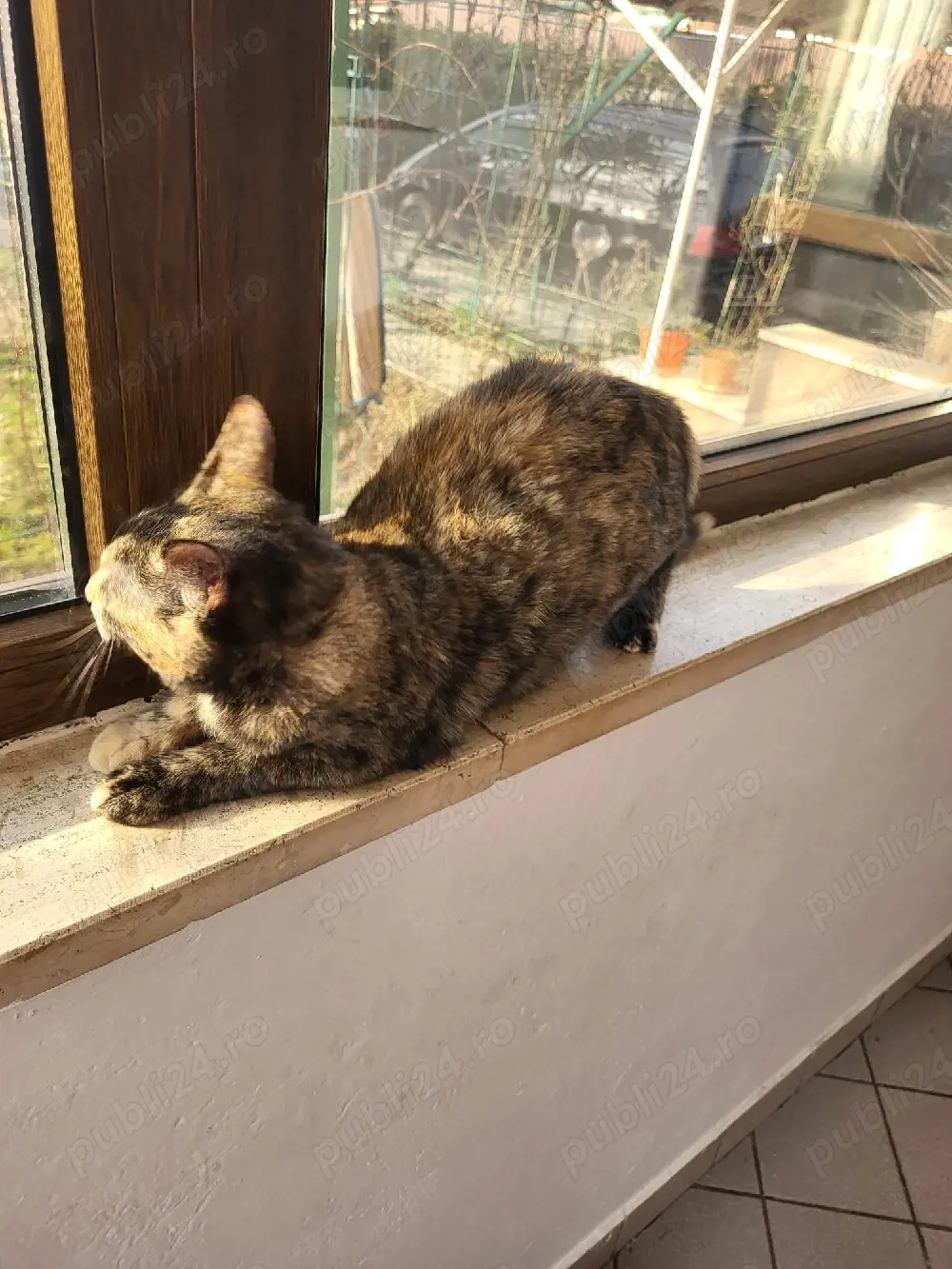 Donez pisică vârsta 1 an