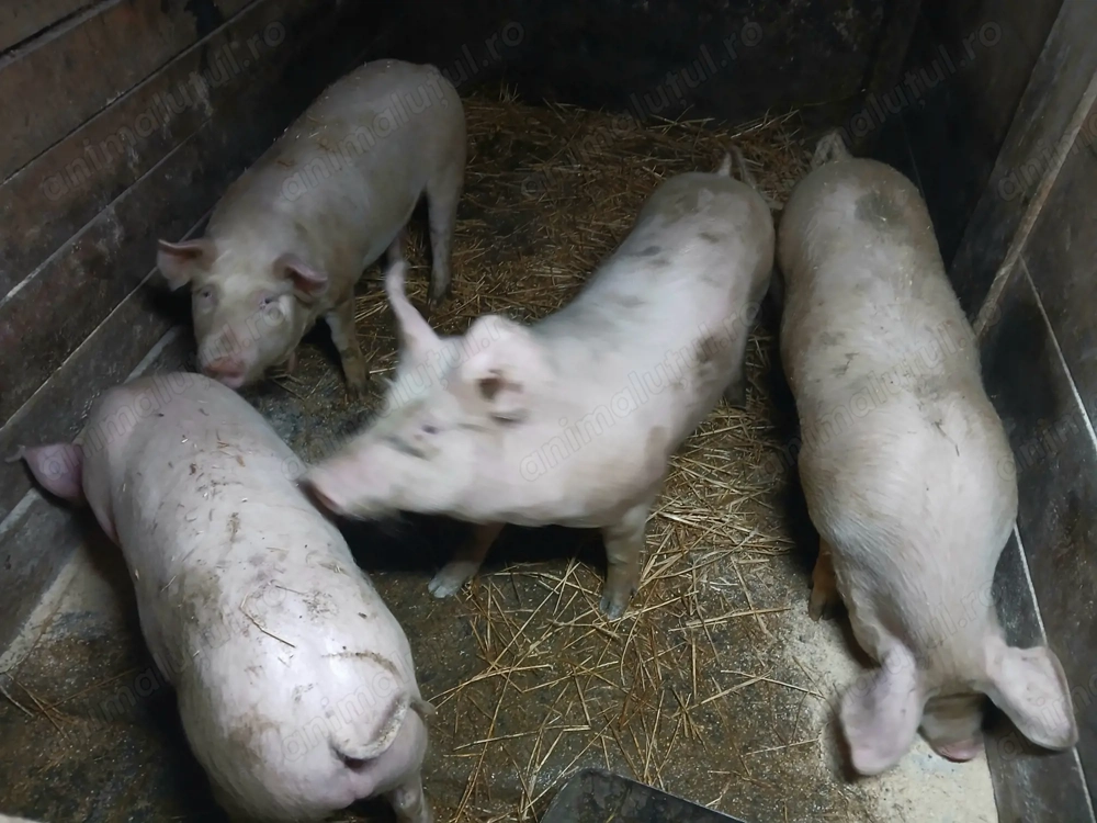 Vand purcelusi rasa de carne