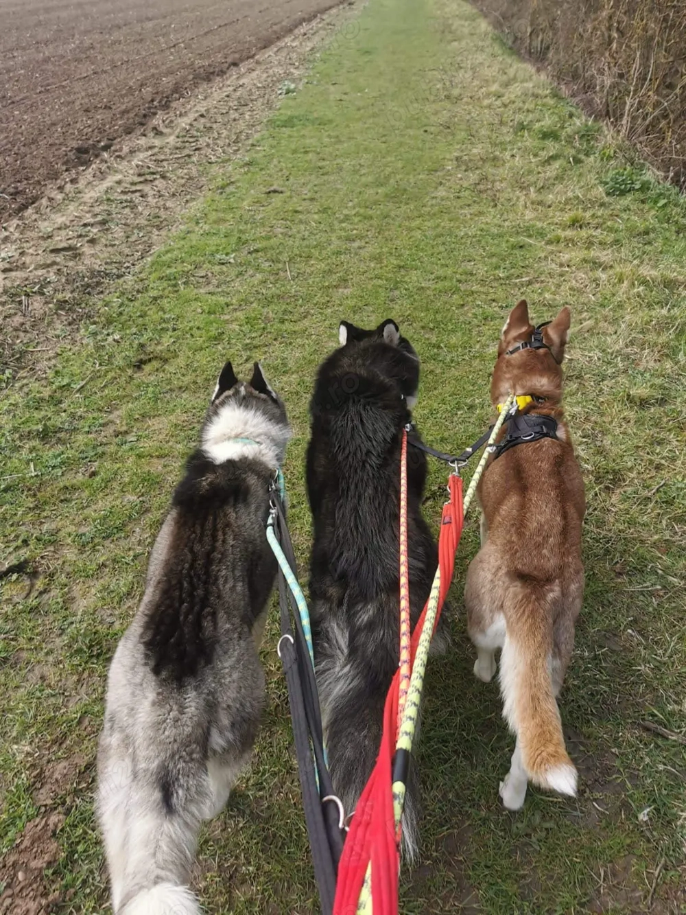 Petsitting & dresaj câini- experianța cu câini dificili anxioși 