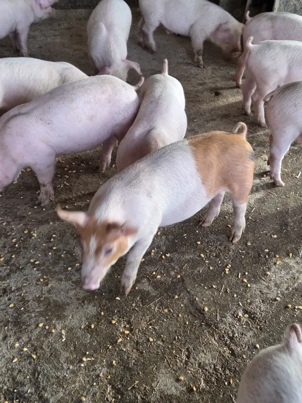 Purcei duroc