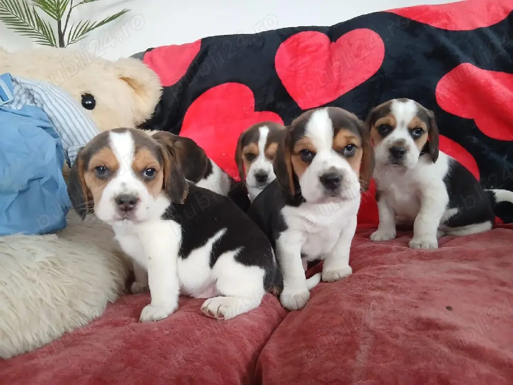 Puiuți Beagle 