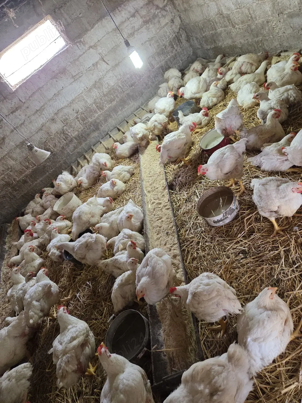 Pui de carne crescuti cu cereale