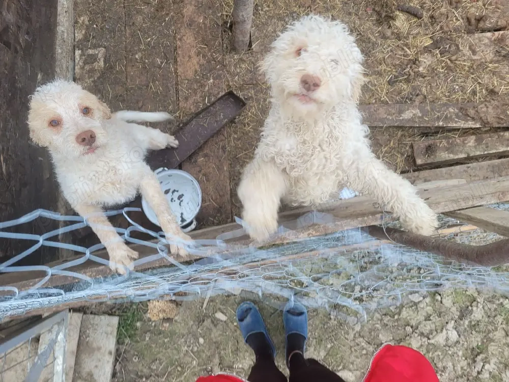 vand pereche de pui Lagotto Romagnolo