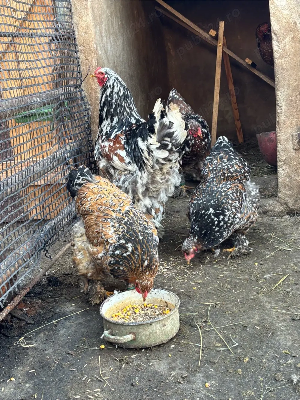 de vanzare familie brahma porcelan