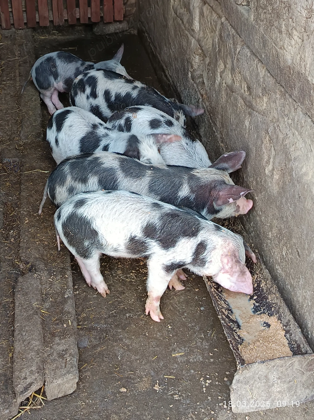 Vînd purcei de țară 