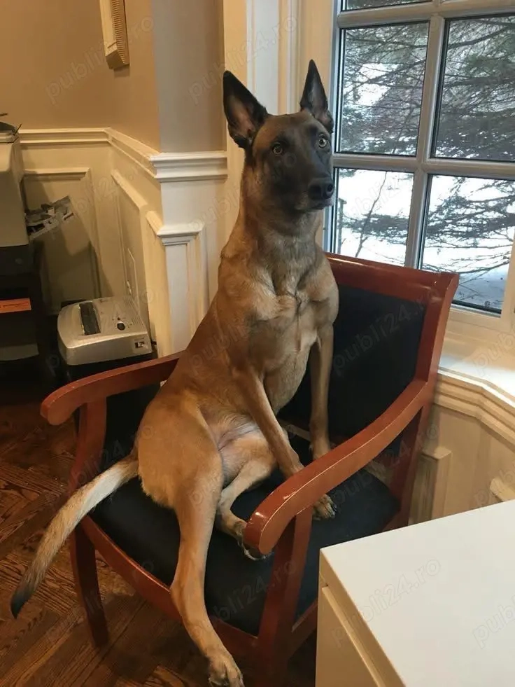 Vand caine Belgian malinoa