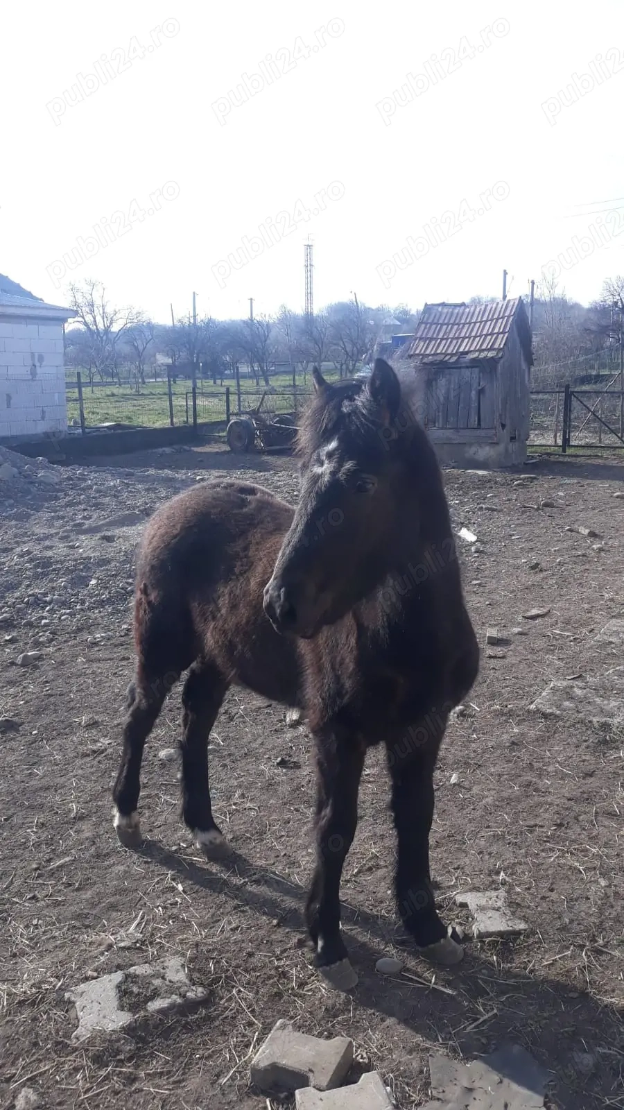 Vând mânz de 7 luni