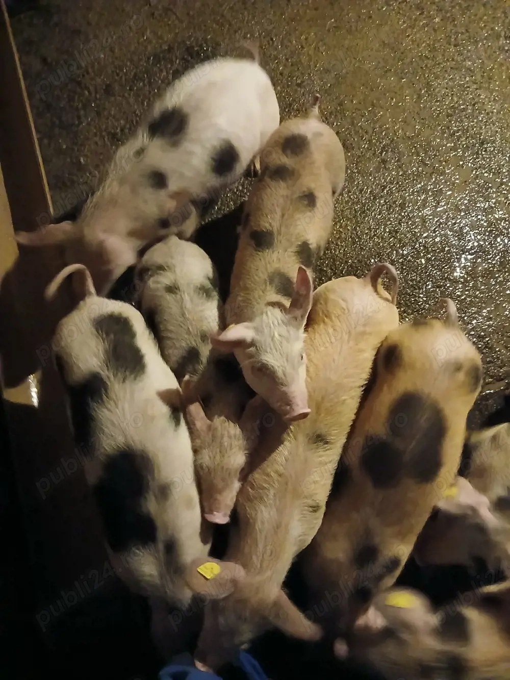 Purcei   Porci   Scrofita 