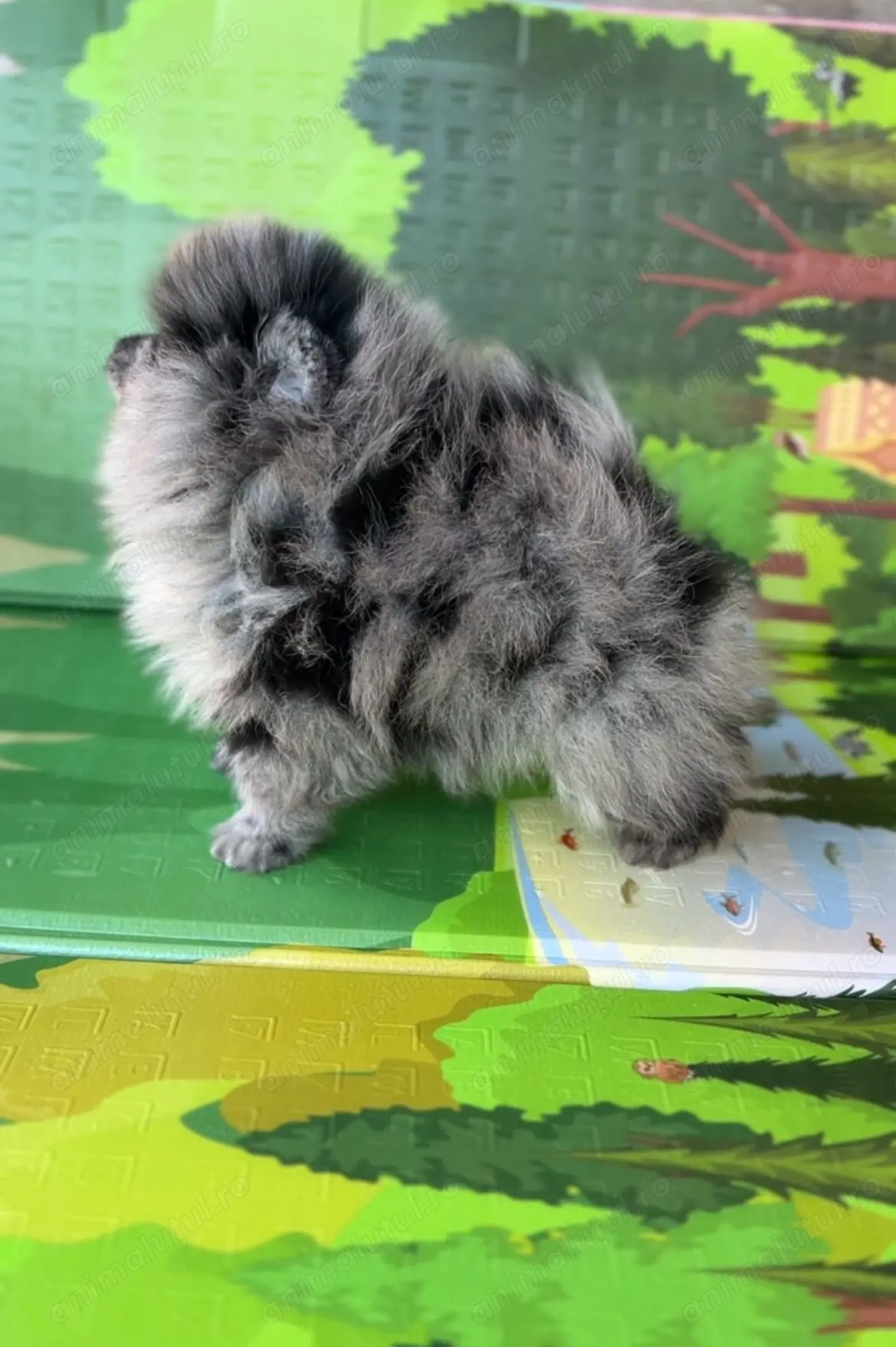 Mascul merle cu pedegree