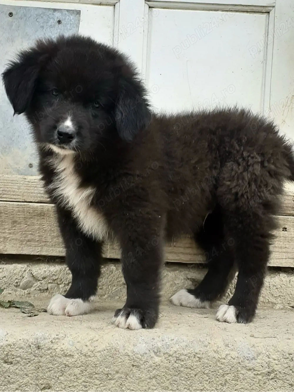 femela ciobanesc corb