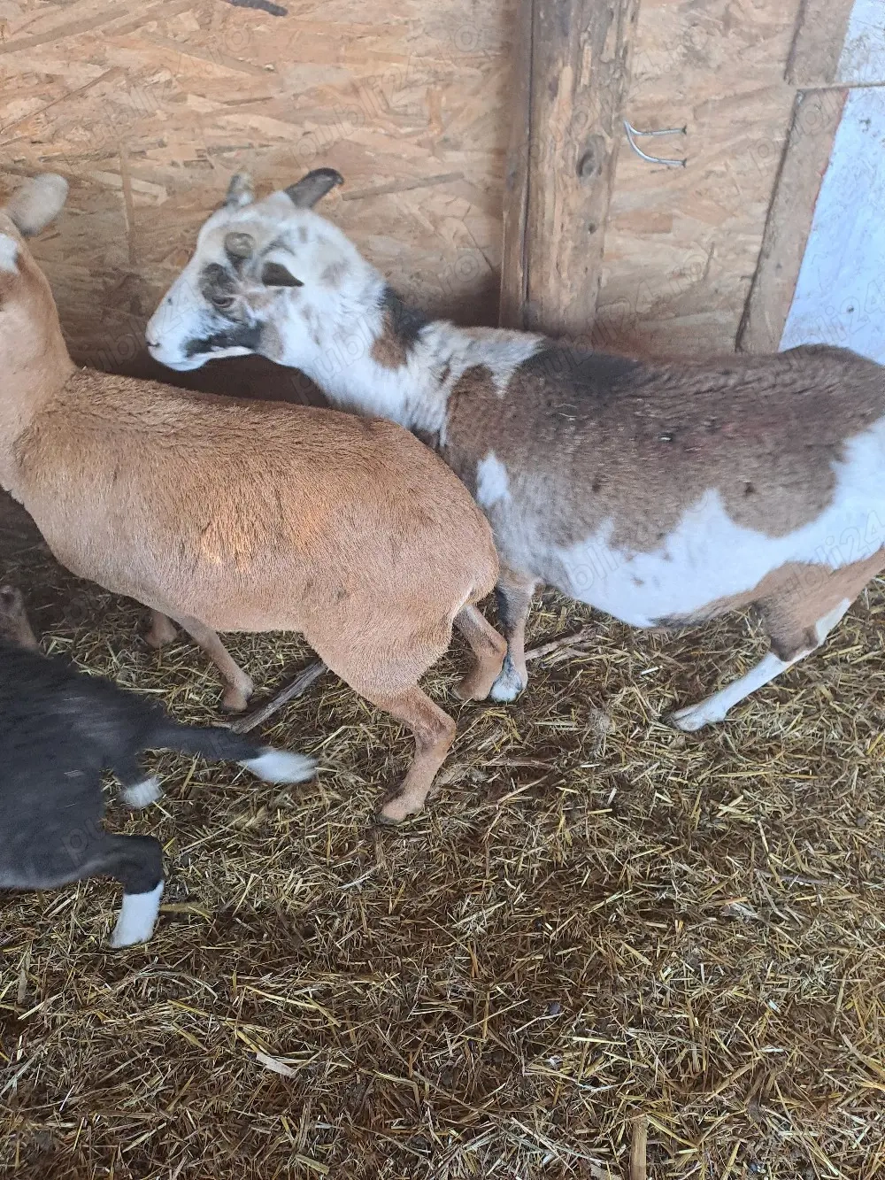 oi camrun dau si la schimn