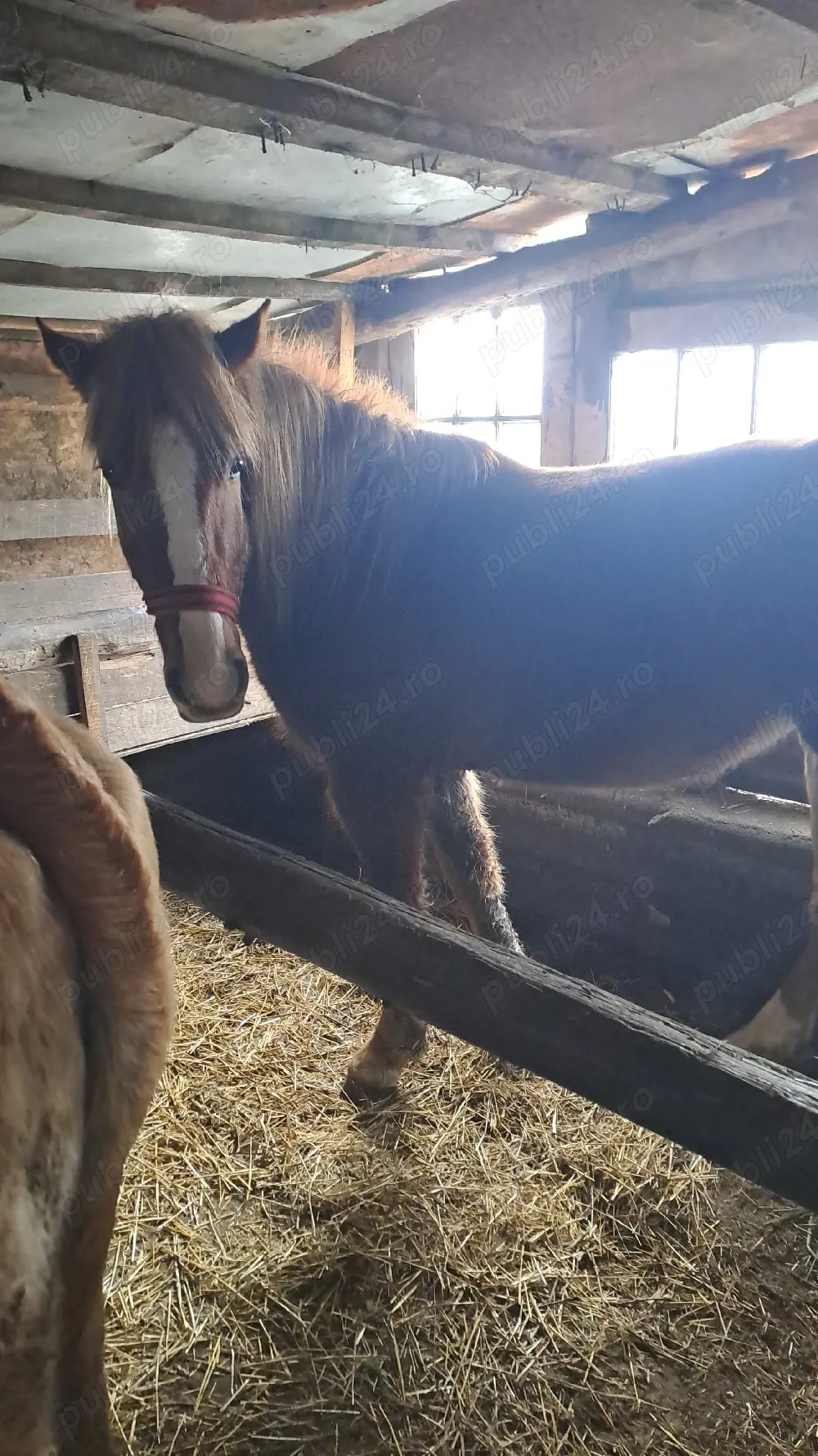 manza de doi ani.si sapte luni