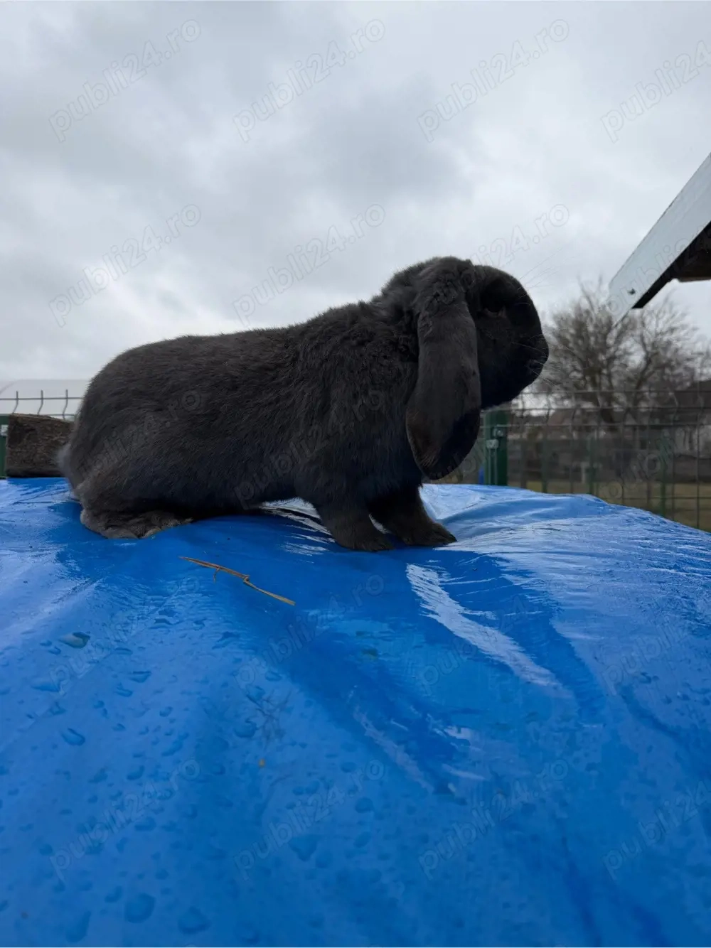 Berbec German Mascul 