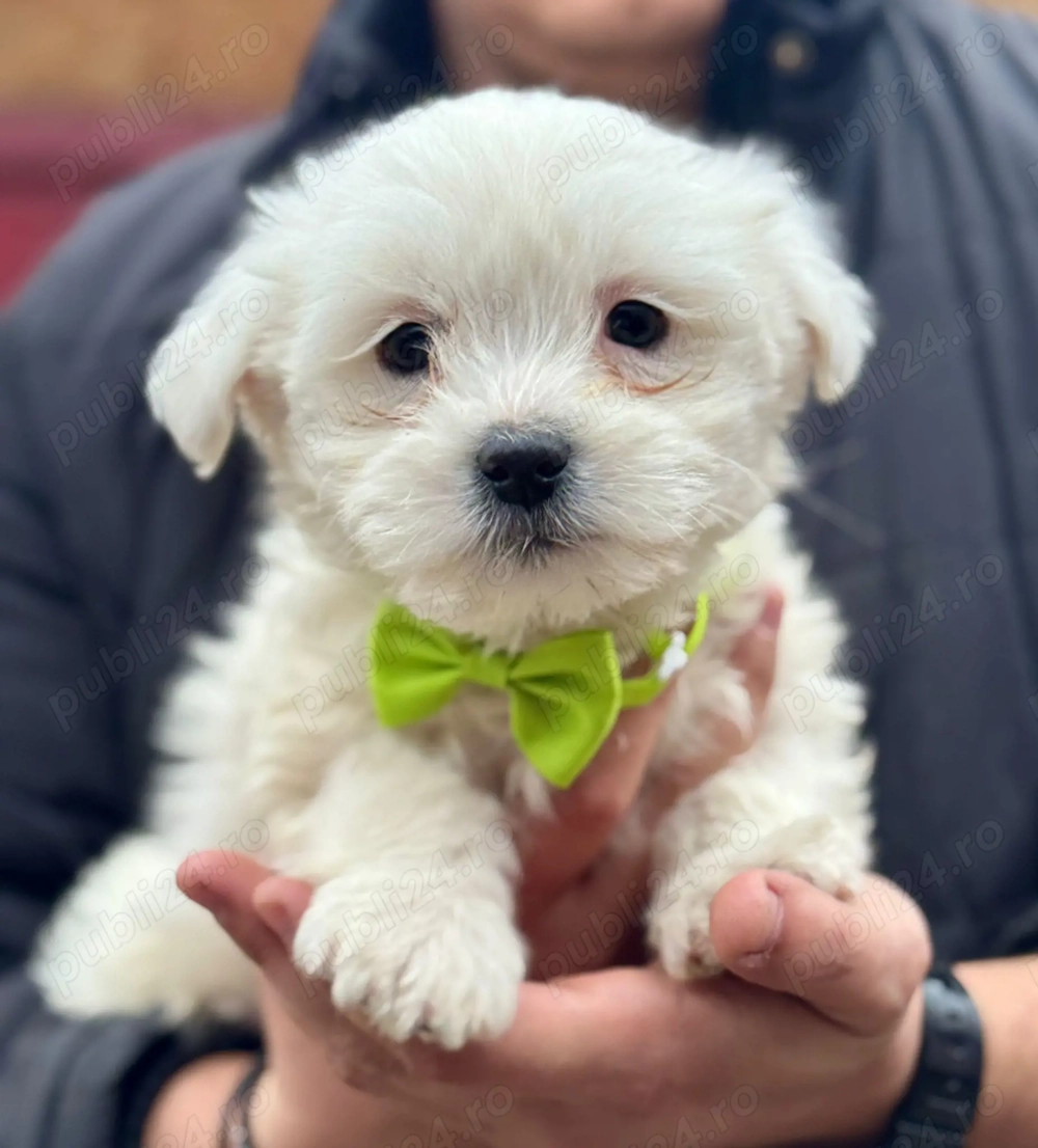 Cățeluși drăguți caută stăpâni iubitori 