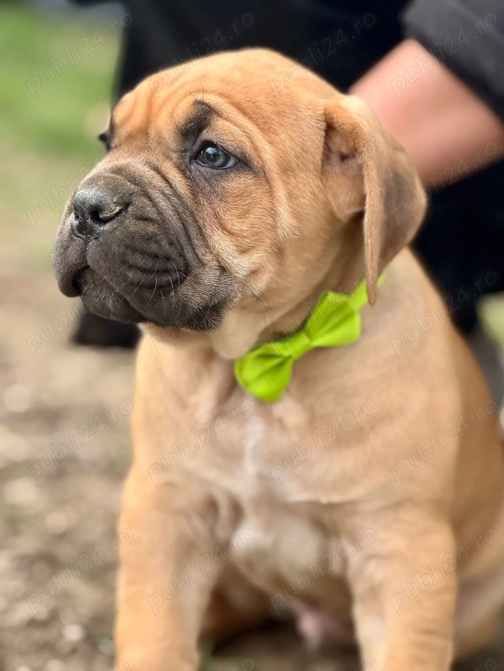 Cățeluși Cane Corso cu pedigree tip A 