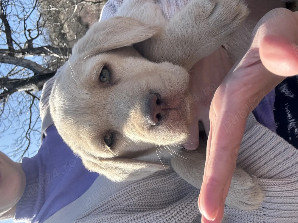 Pui de labrador draguti si iubitori 