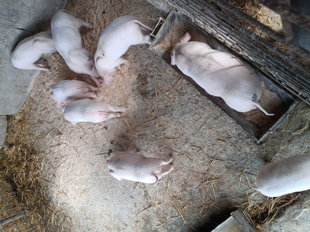 De vînzare landrace  .