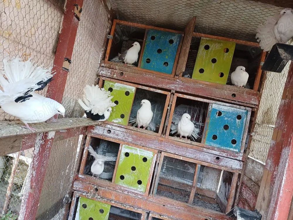 Porumbei voltati pave