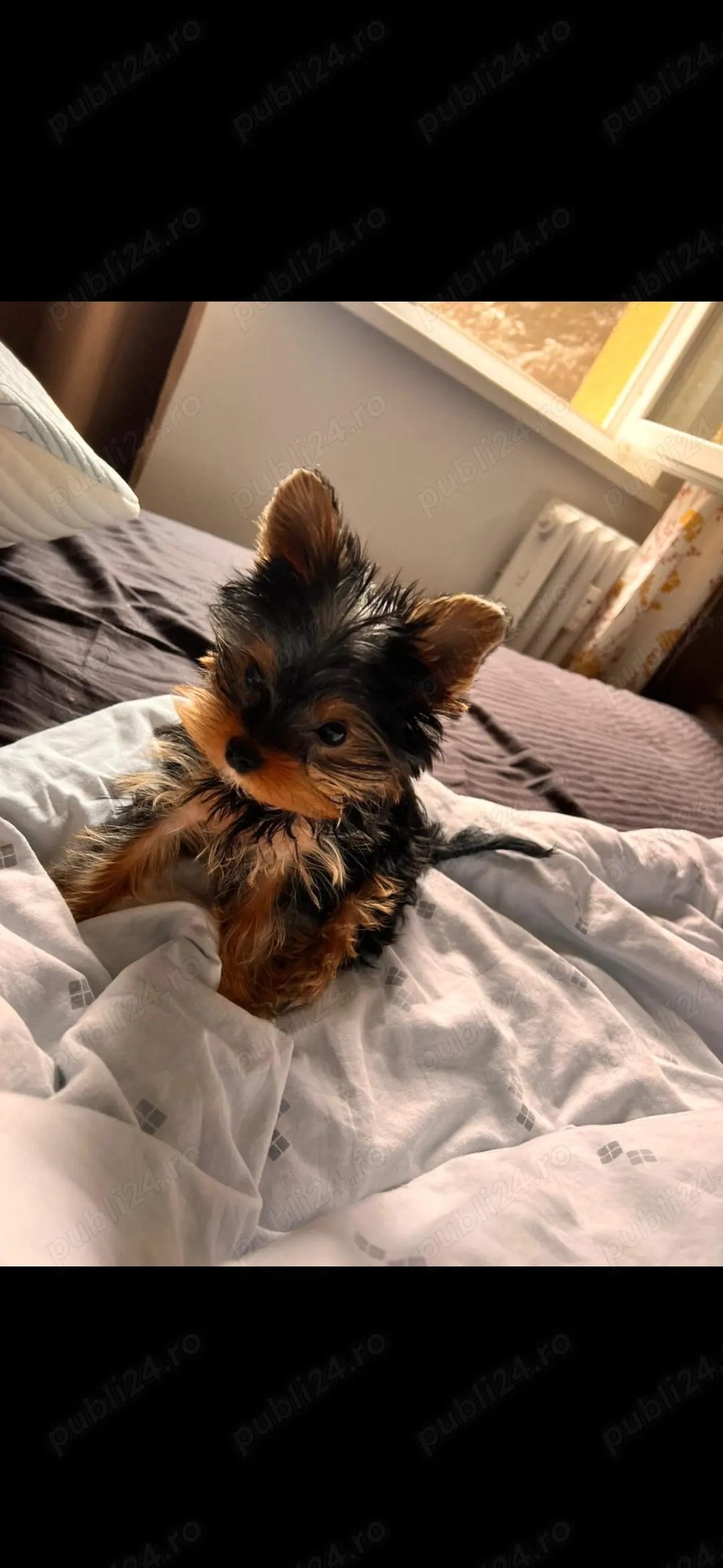 Yorkshire terrie mini