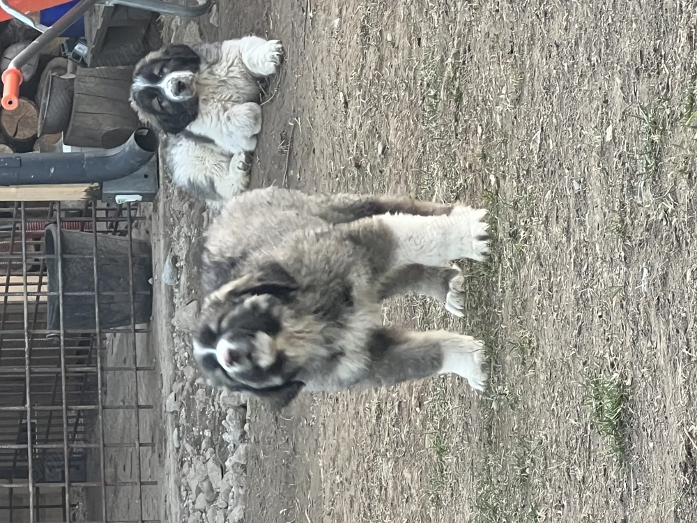 Catei Ciobanesc Carpatin din parinti cu pedigree