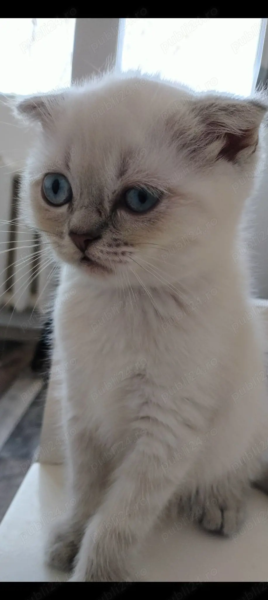 Pisici de rasa 2 luni