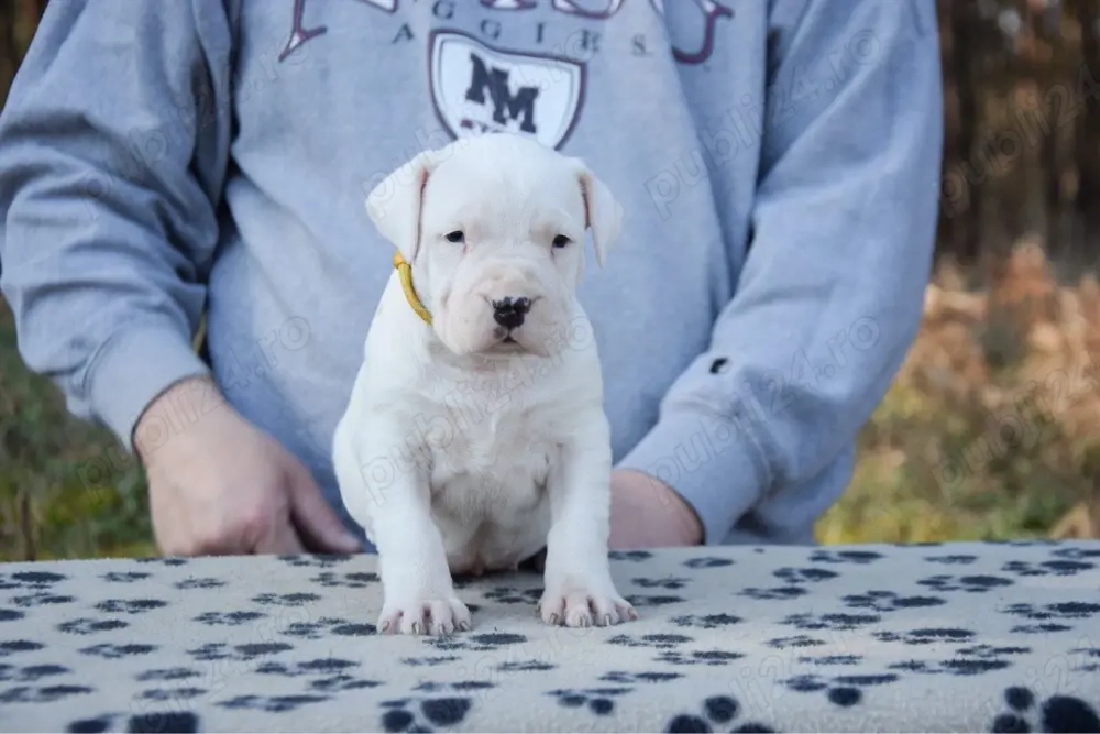 Dog Argentinian femelă cu pedigree