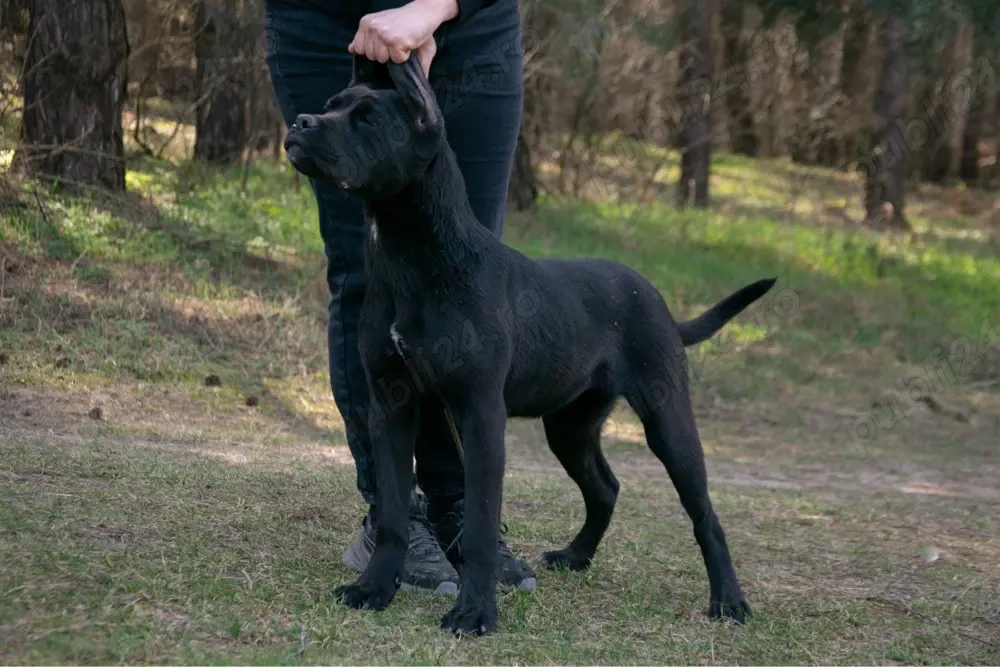 Cane Corso 8 luni
