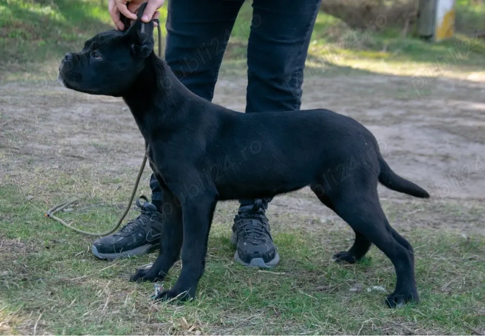 Cane Corso femelă
