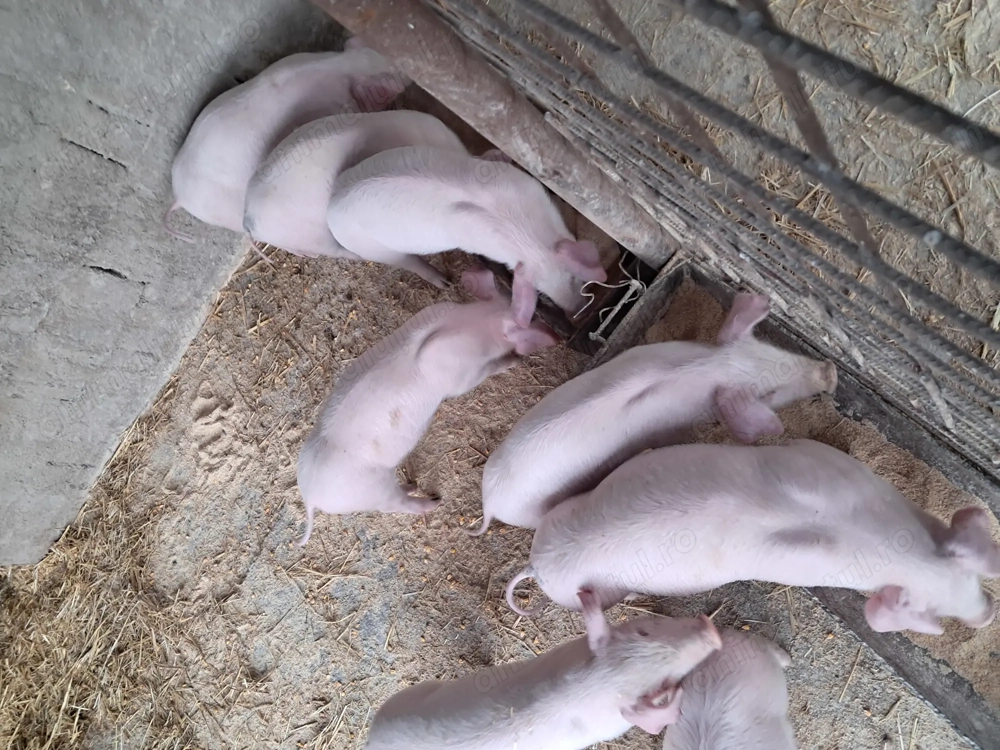 Purcei landrace de vinzare.