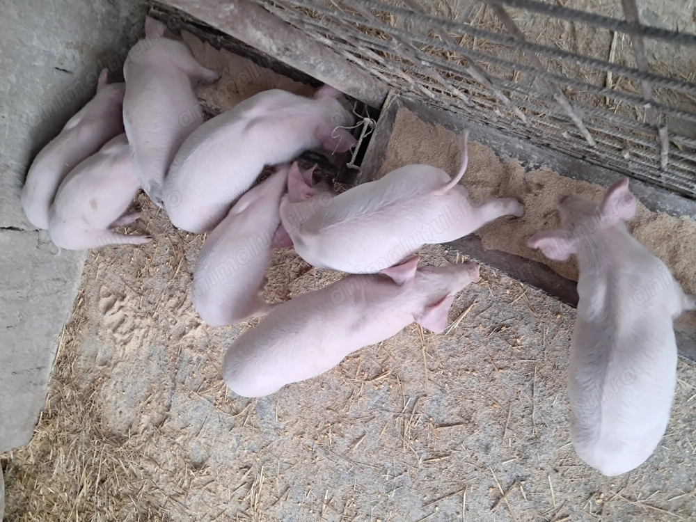 Purcei landrace de vinzare