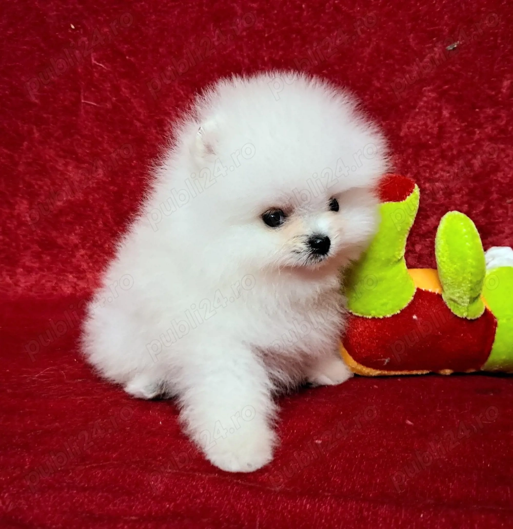 Pomeranian spitz  fata si baiat foarte frumos Bucuresti FCI