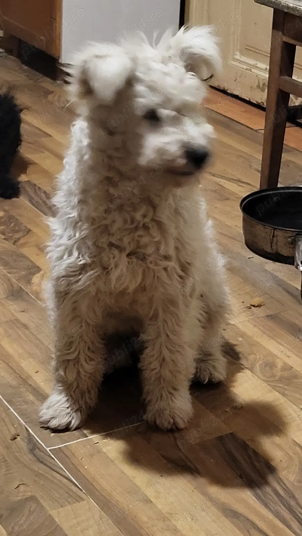 Pui rasa pumi de calitate