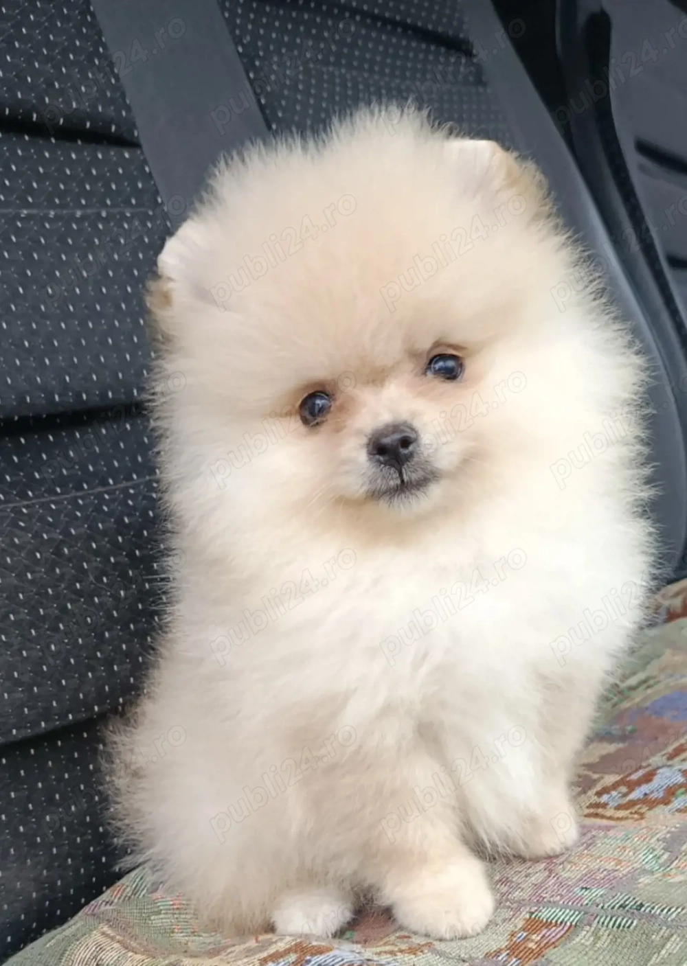 Pomeranian fata Bucuresti 