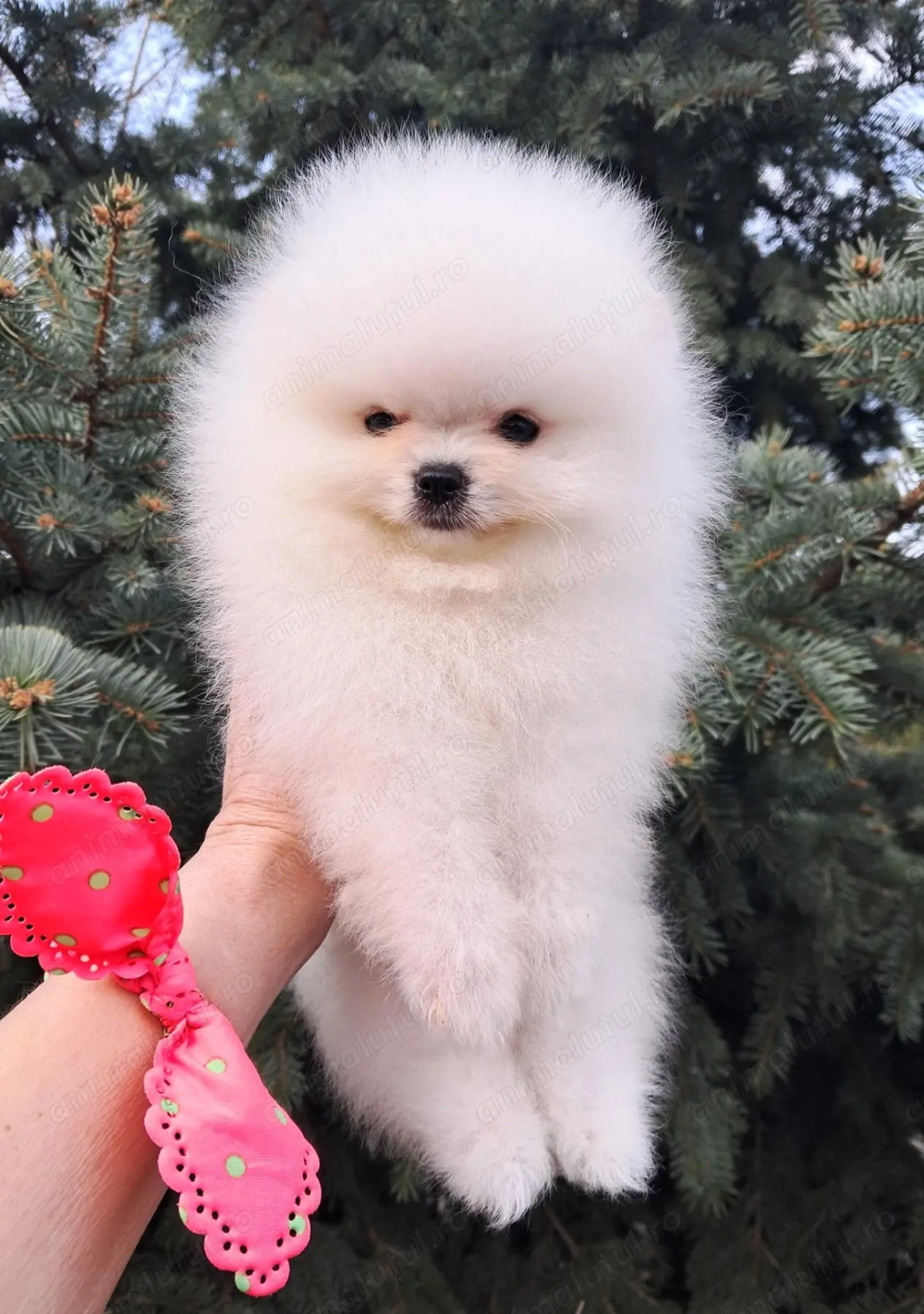 Pomeranian FCI fata baiat alb Bucuresti foarte frumos 