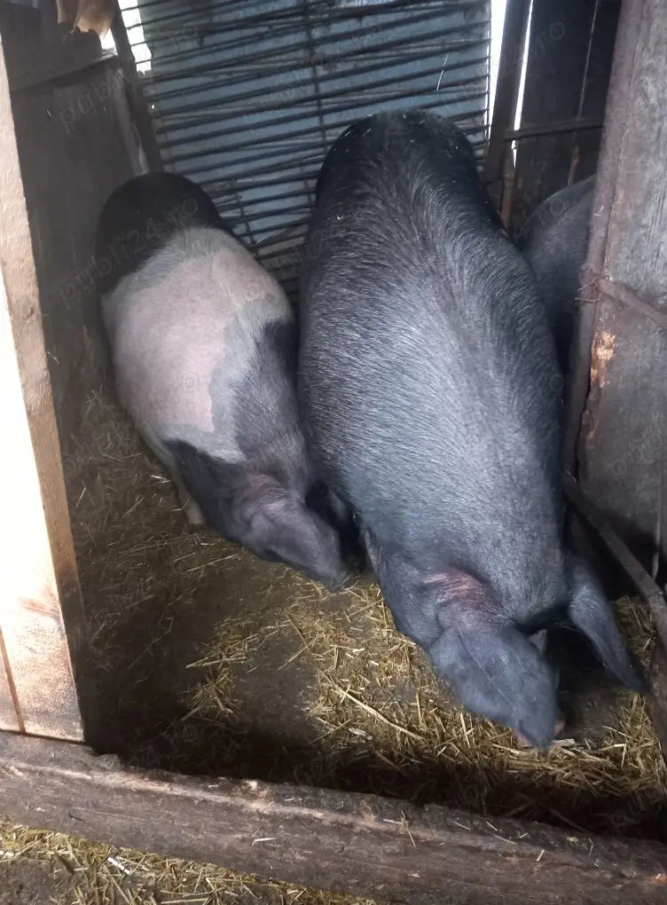 Vand porc 150kg 12lei kg