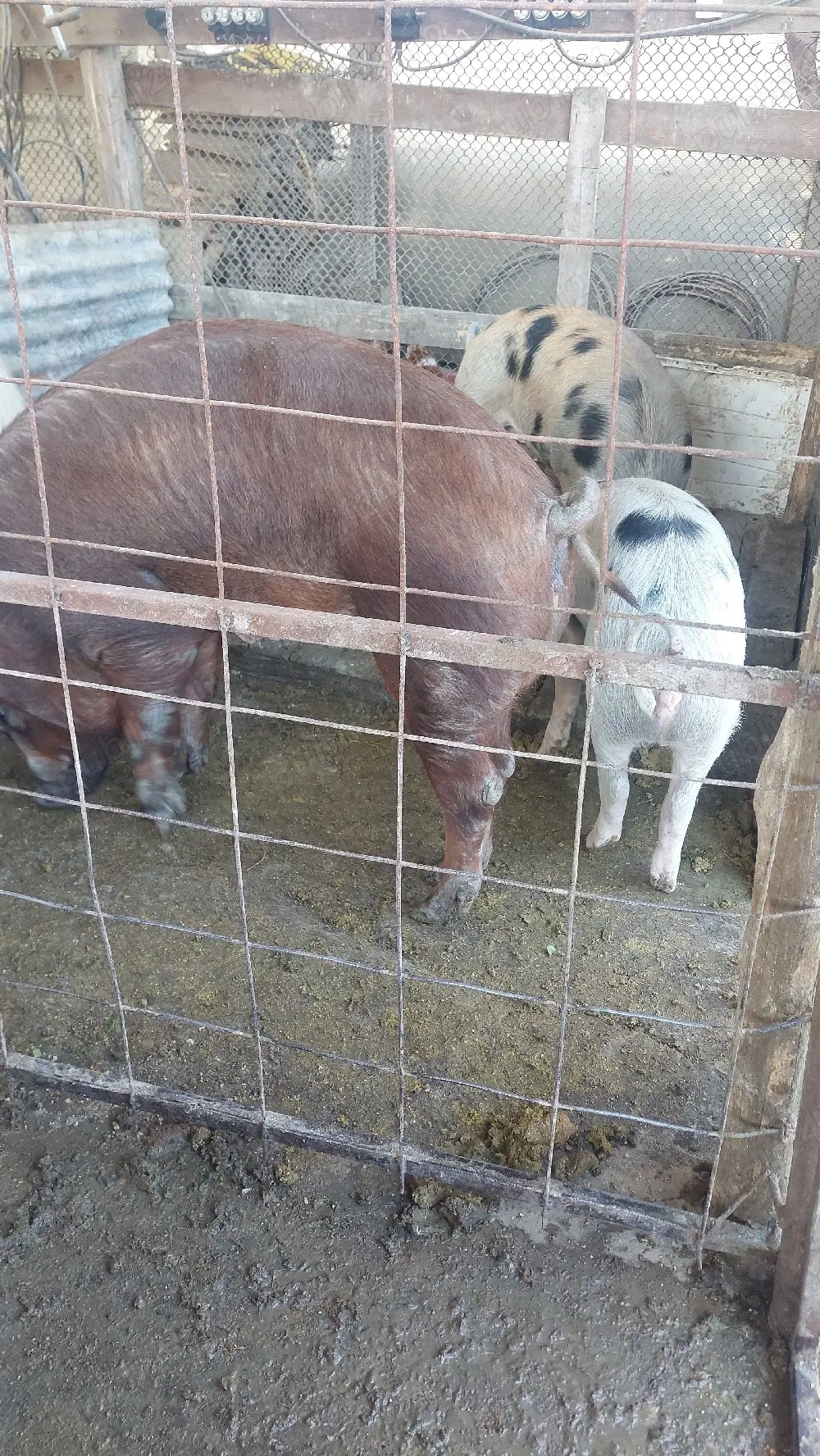Scrofite, scroafe de presila sau taiat