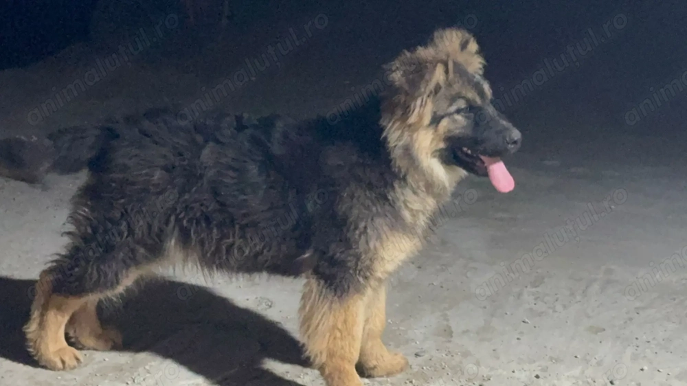 Femela ciobanesc german