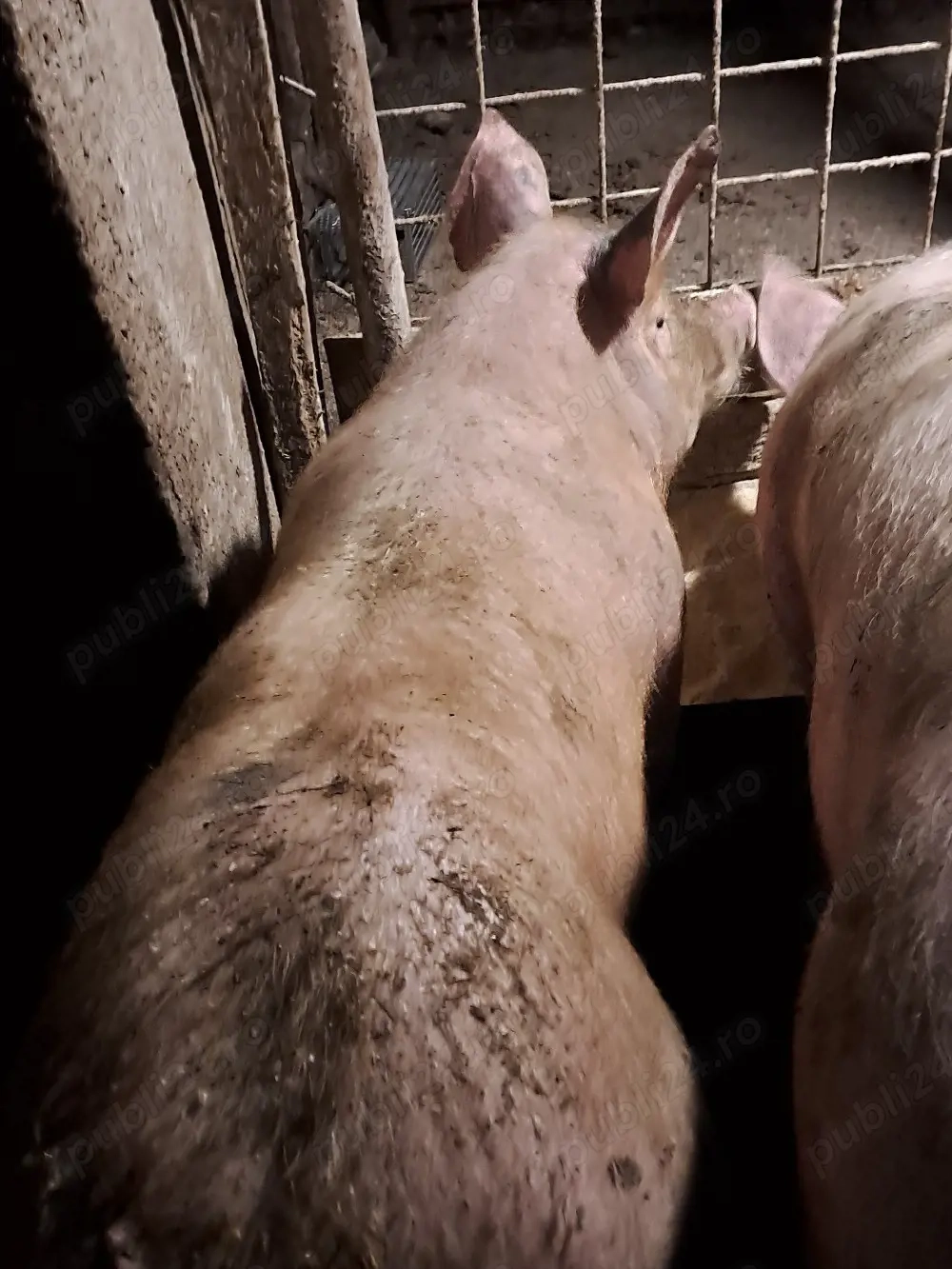 Scrofiță reproducție 