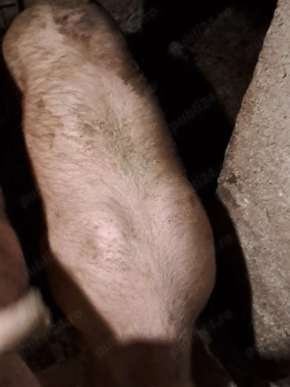 Scrofiță reproducție 