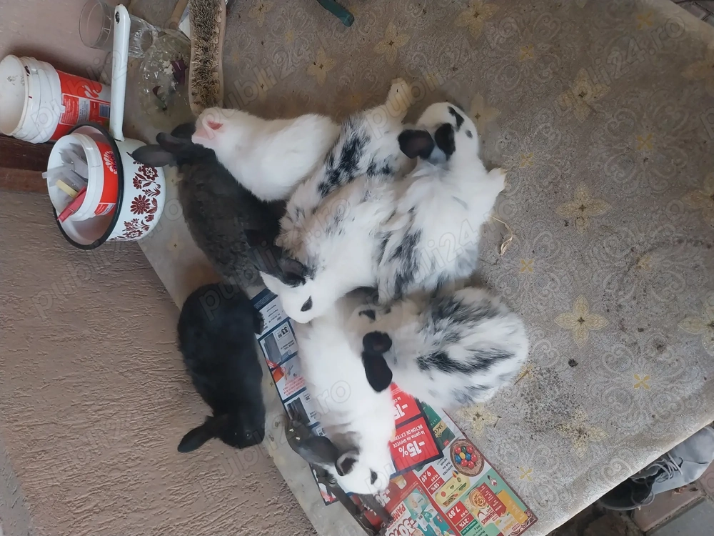 Vand iepurași fluture german