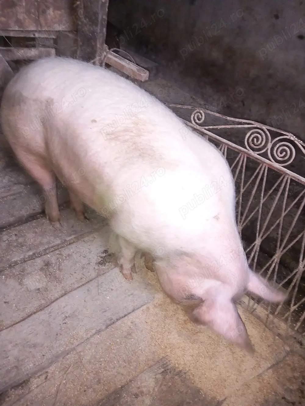 vand porc cam 140 -150 kg