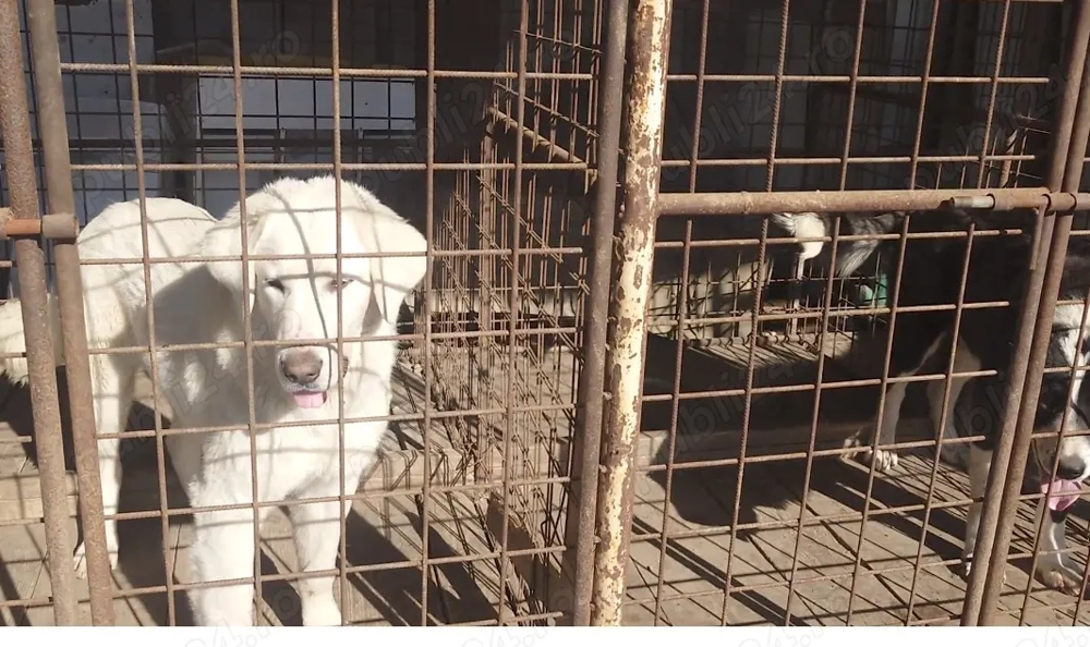 Vând Ciobanesc de Asia centrala 