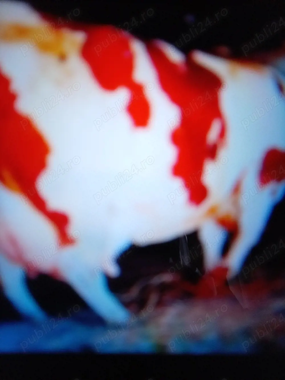 Vind vacă Bălțată românească germană 