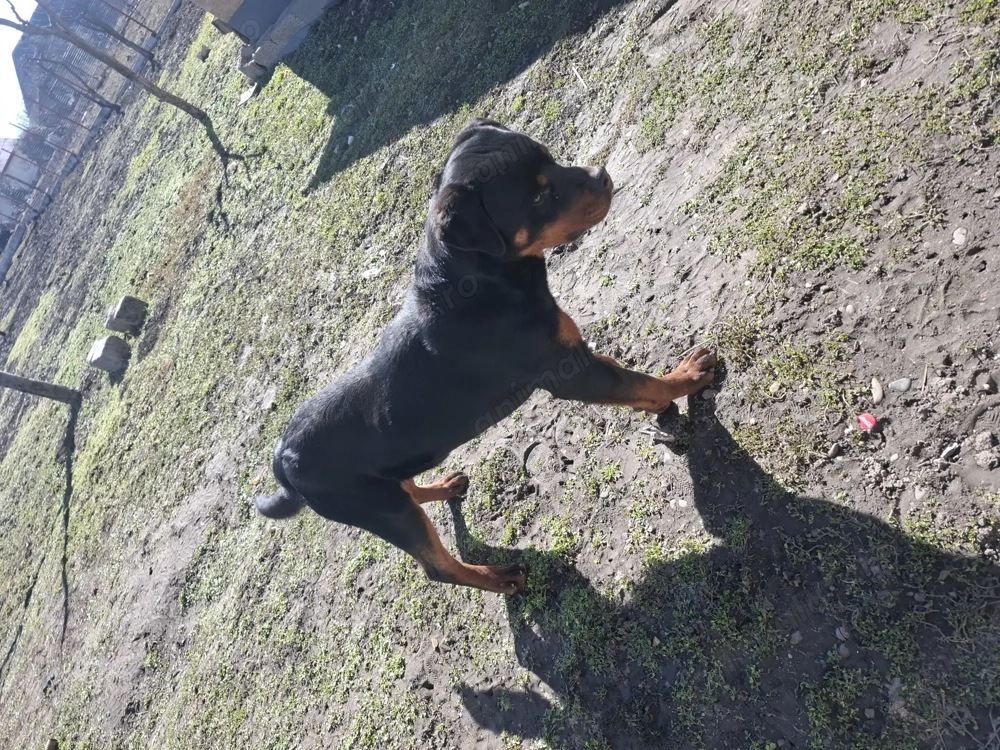 Mascul Rottweiler