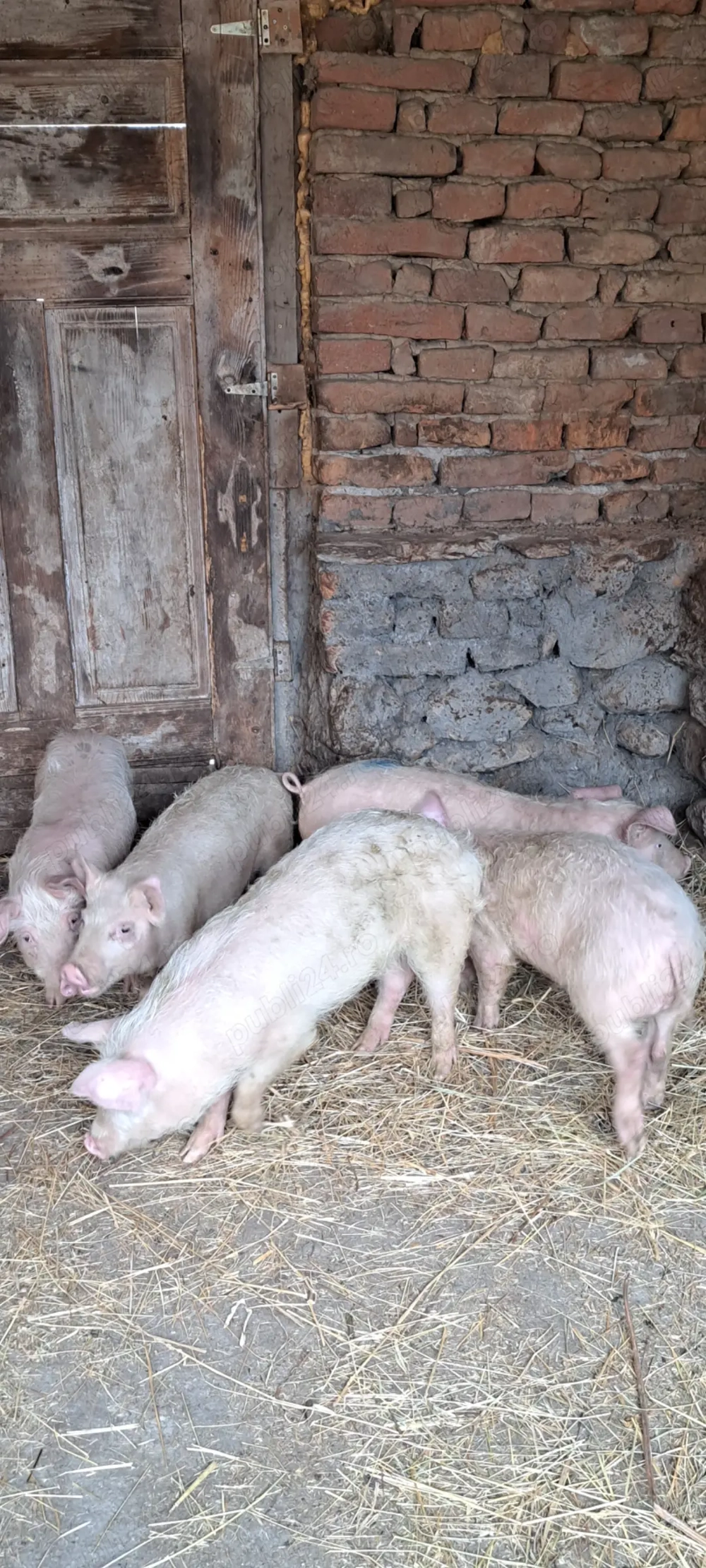 Șoldani marele alb cu landrace