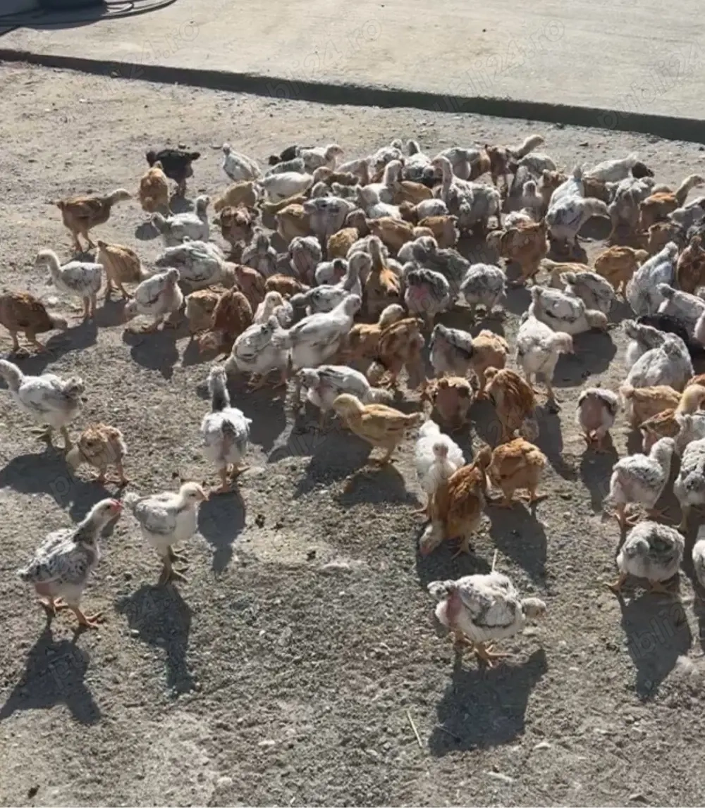 pui si gaini de vanzare