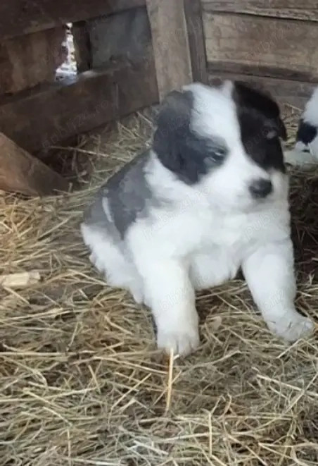 Pui de Ciobanesc de Bucovina 