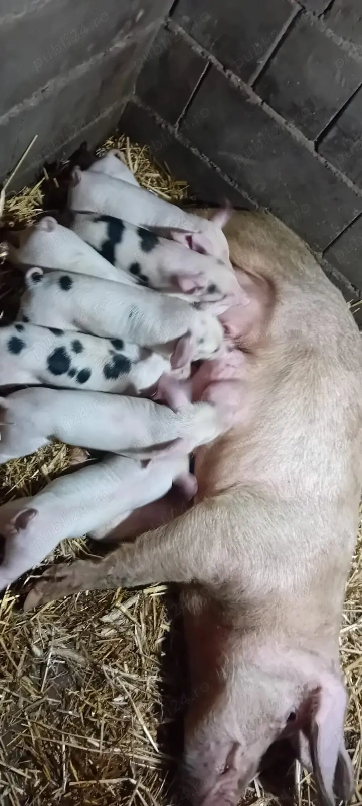 De vânzare scroafa cu purcei 