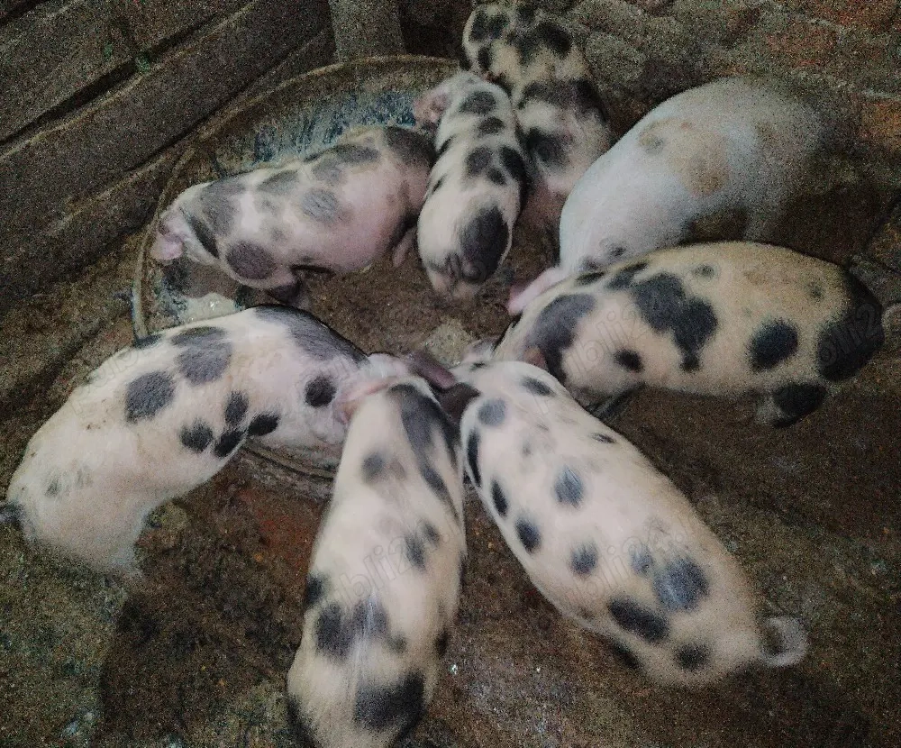 Vând purcei de 9 săptămâni 