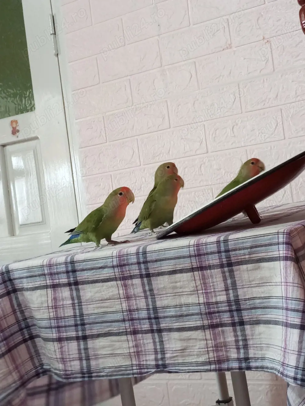 vand o pereche de papagali agapornis 